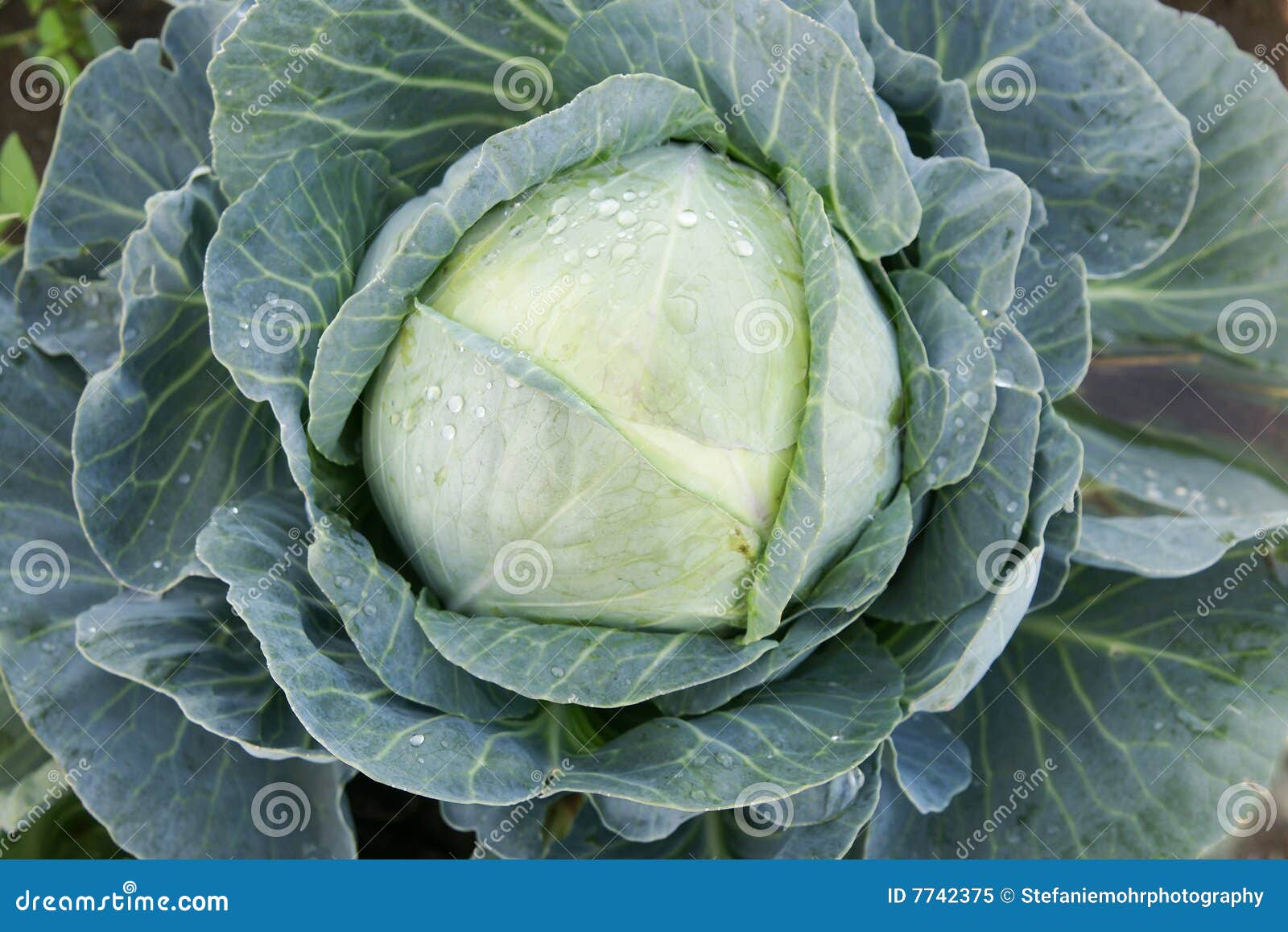 White cabbage stock image. Image of kale, organic, nature 7742375
