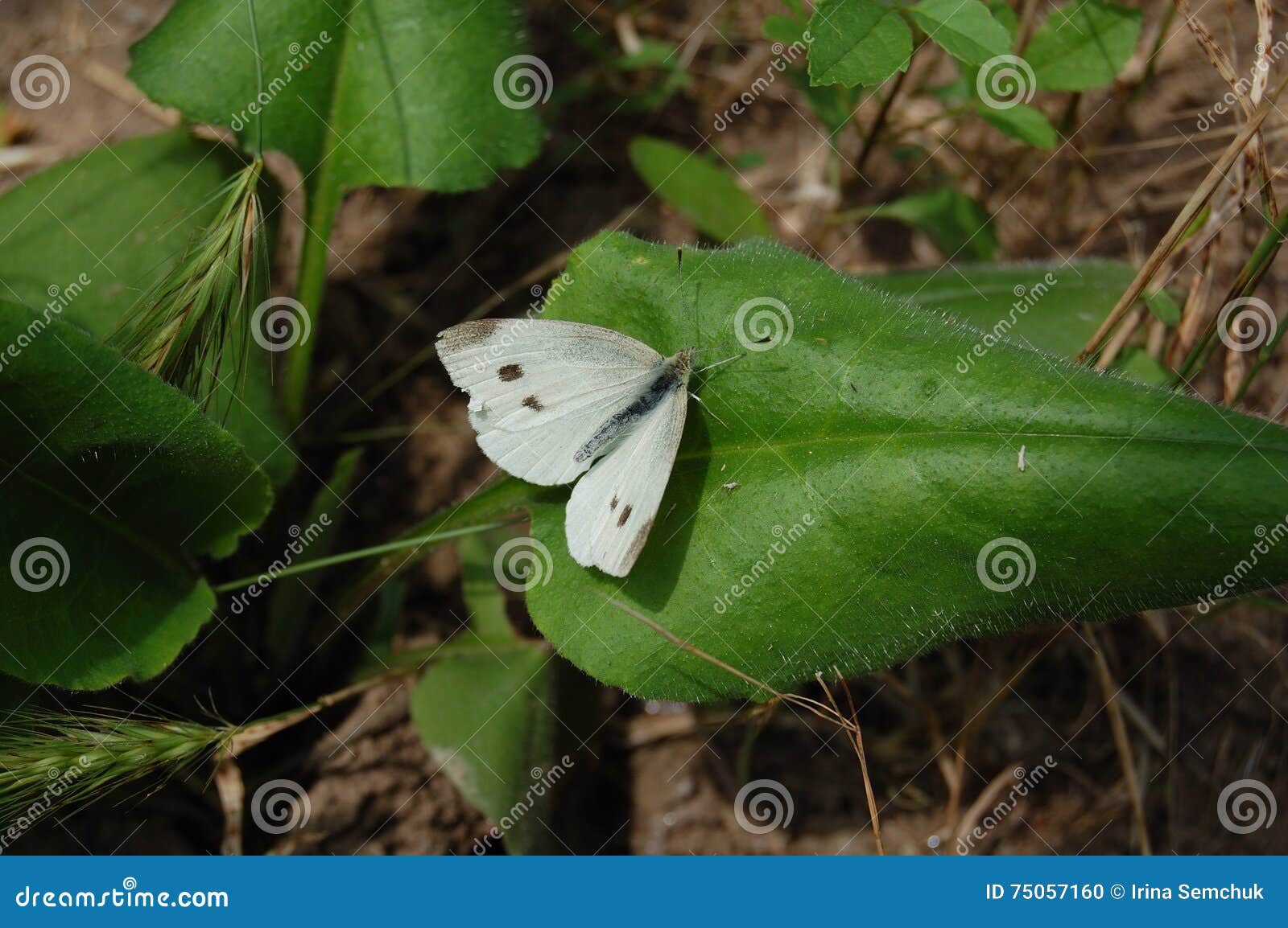 White Cabbage Butterfly On A Big Green Leaf. RoyaltyFree Stock Image