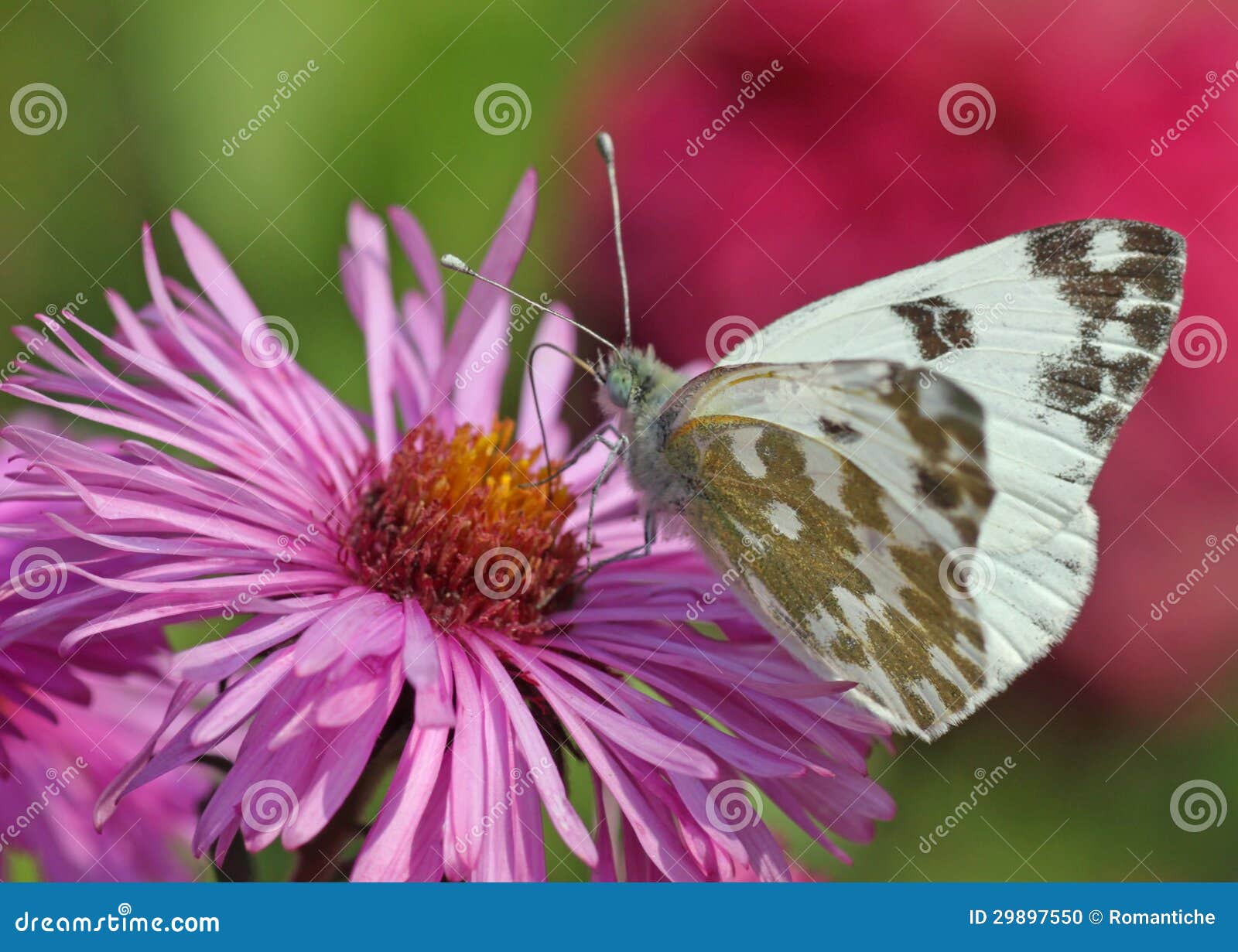 Butterfly on chrysanthemum stock photo. Image of flora 29897550