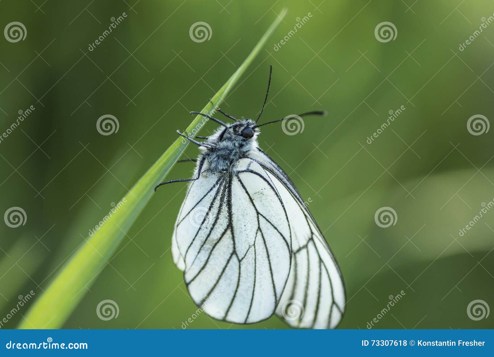 White Cabbage Butterfly Sitting on a Green Leaf Stock Photo Image of