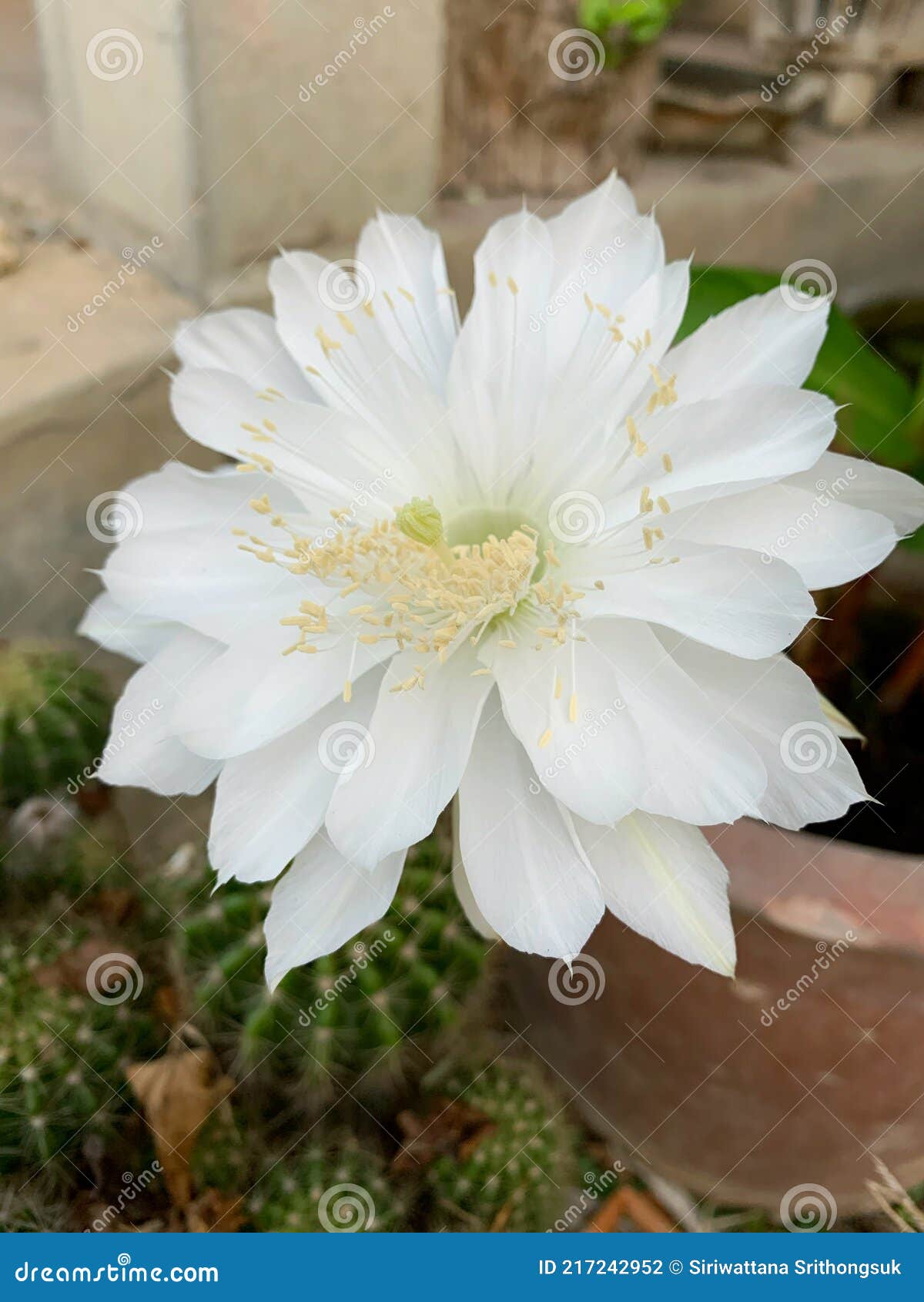 The White Cactus is Blooming. Stock Photo - Image of blooming ...