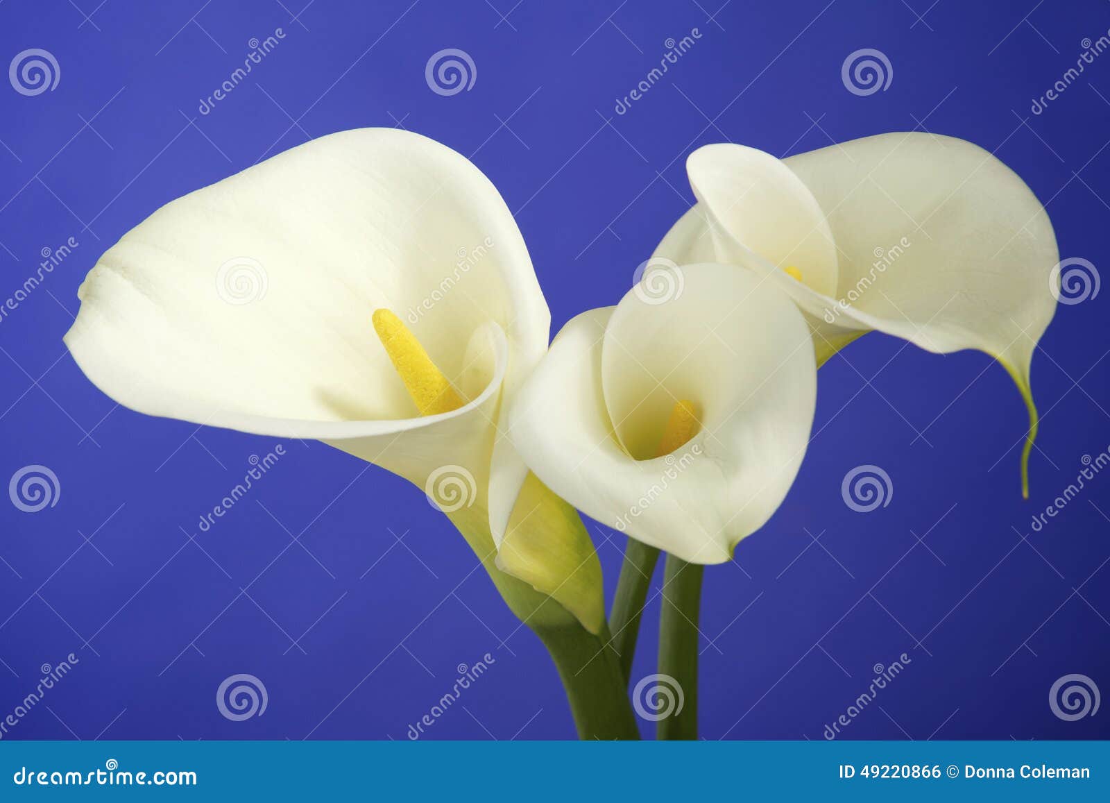 White Cala Lilies on Dark Blue Background Stock Photo Image of