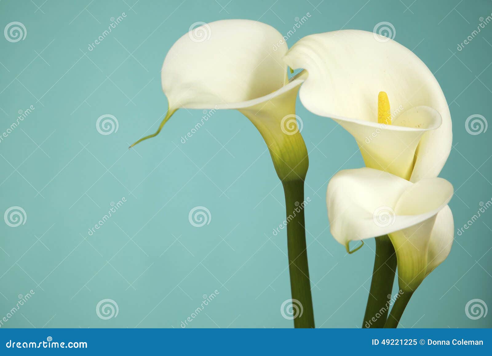 white cala lilies on a light blue background