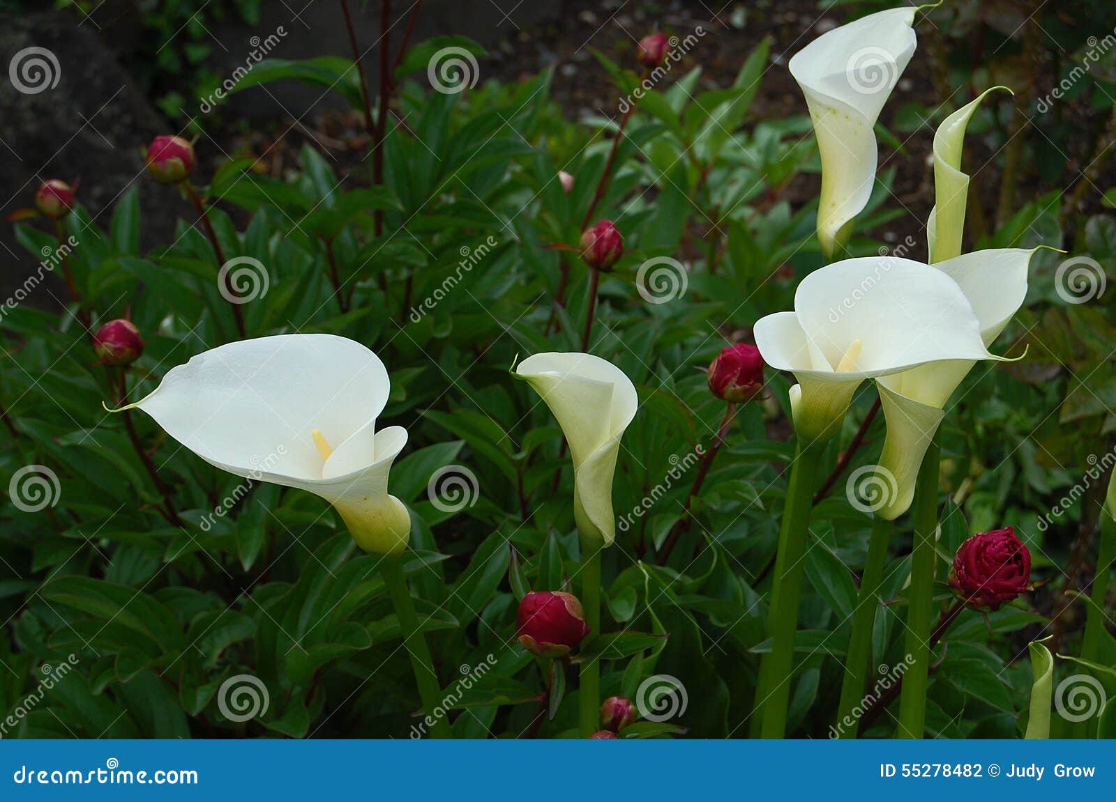 White Calla lilies stock photo. Image of blossom, faith - 55278482