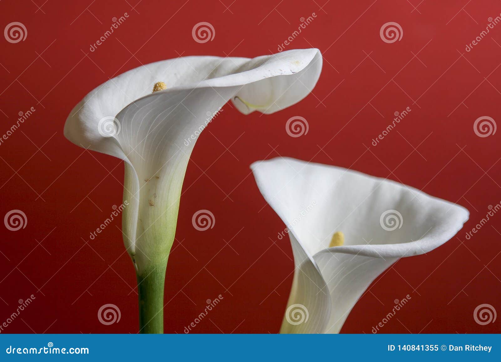 White Calla Lilies, Over A Red Background Stock Image Image of lilly