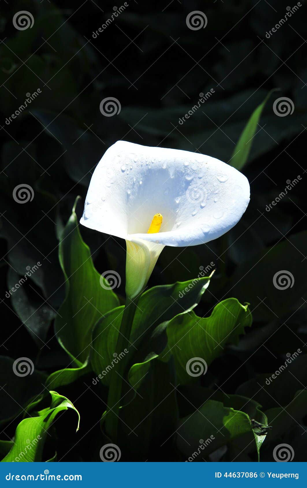 Sunlight In Calla Lily Forest Stock Image 76844623
