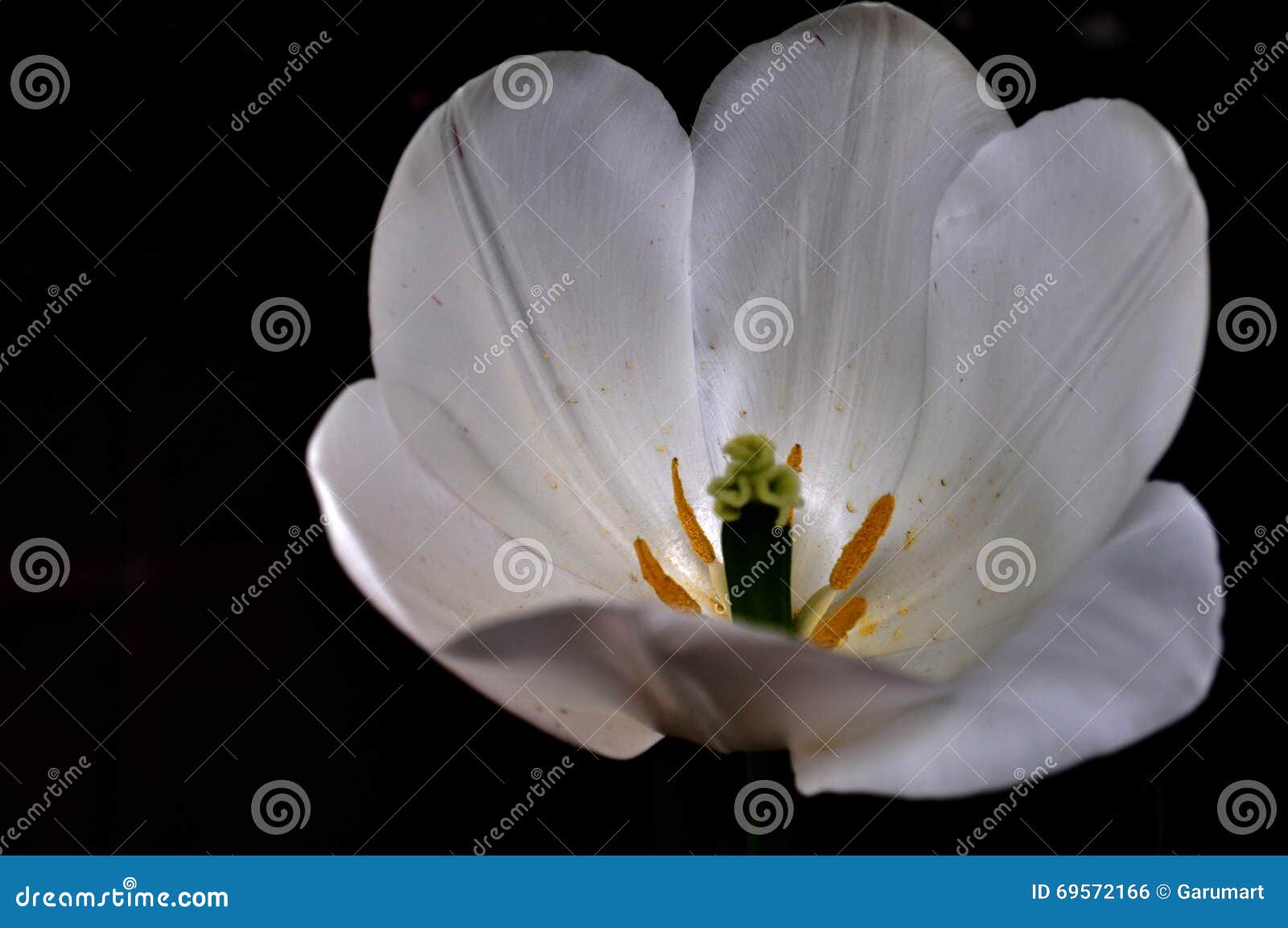 white calyx tulip