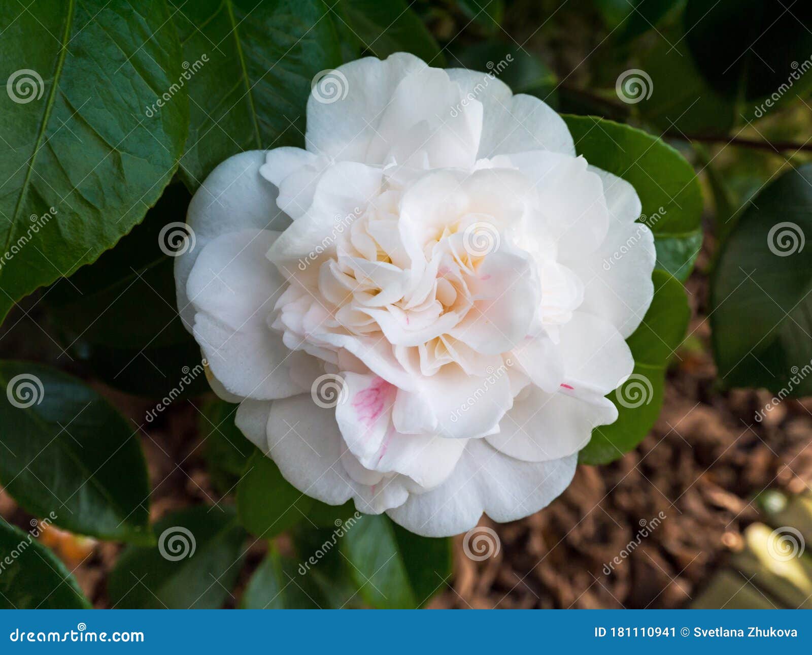 white camellia flower