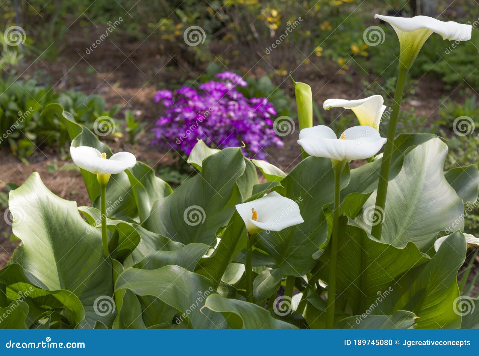 White Canna Lilies in Colorful Landscape Stock Photo - Image of closeup ...