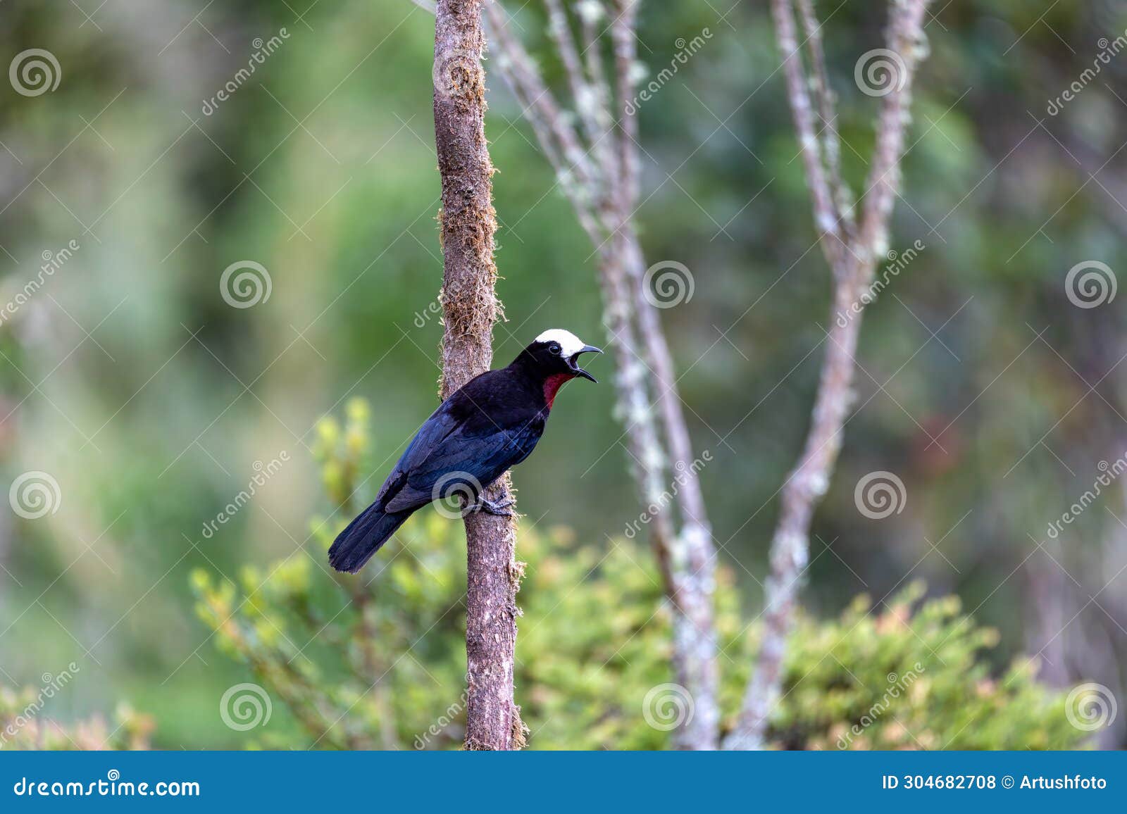 white-capped tanager (sericossypha albocristata), santuario del oso de anteojos. wildlife and birdwatching in colombia