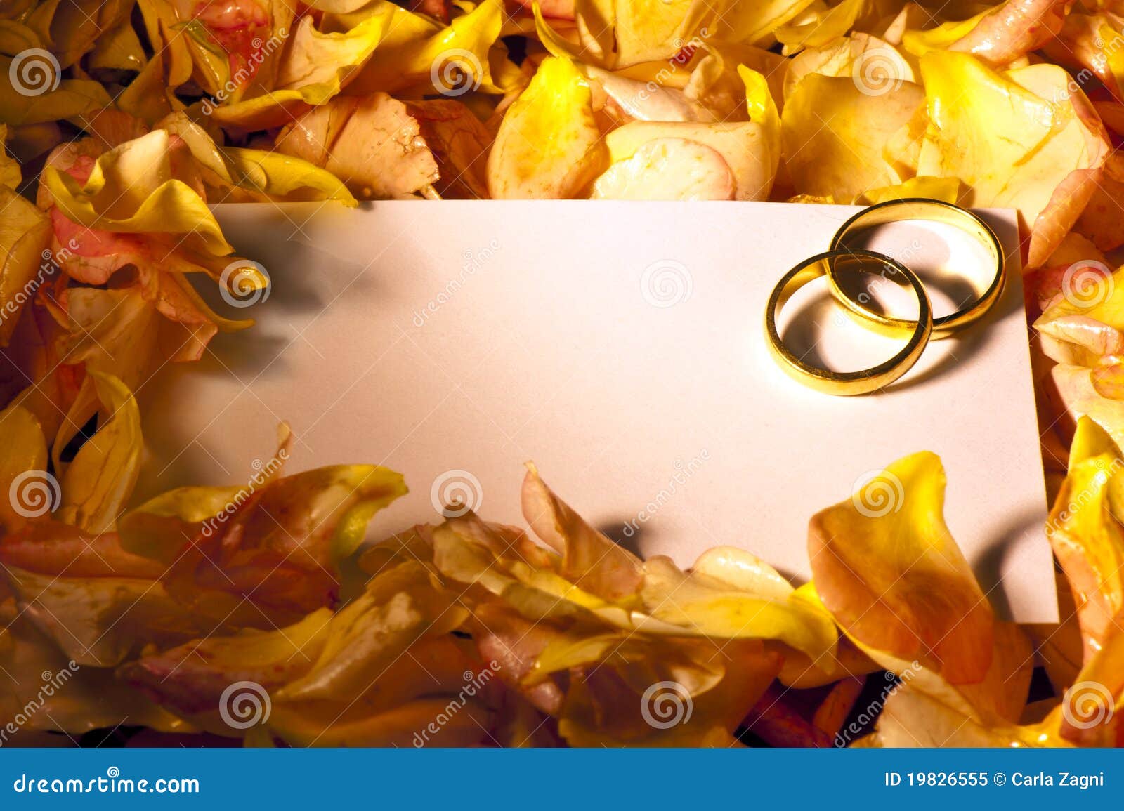 White Card with Wedding Rings Stock Image Image of white, background