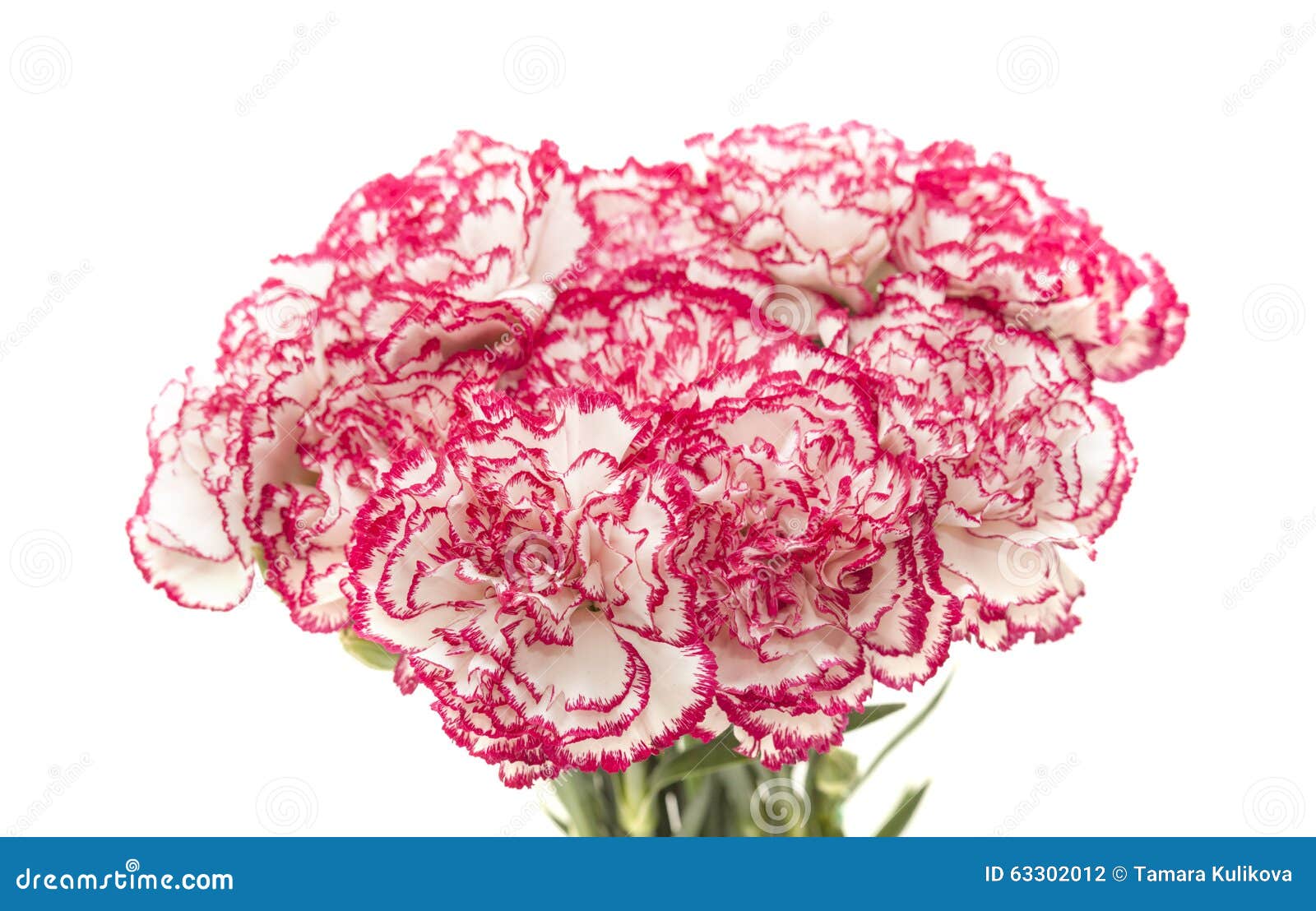 White Carnation with Dark Pink Petal Edges Stock Photo Image of