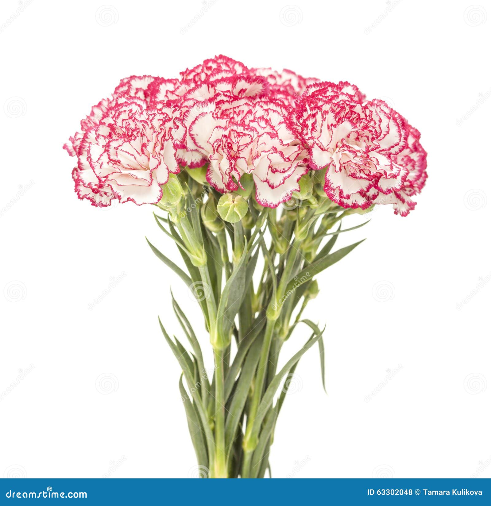 White Carnation with Dark Pink Petal Edges Stock Photo Image of