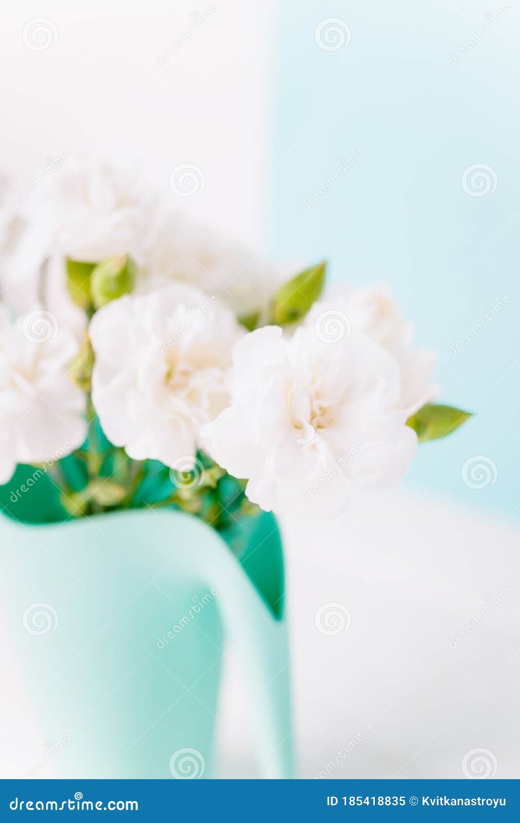 White Carnation Flowers on the White and Light Aquamarine Background ...