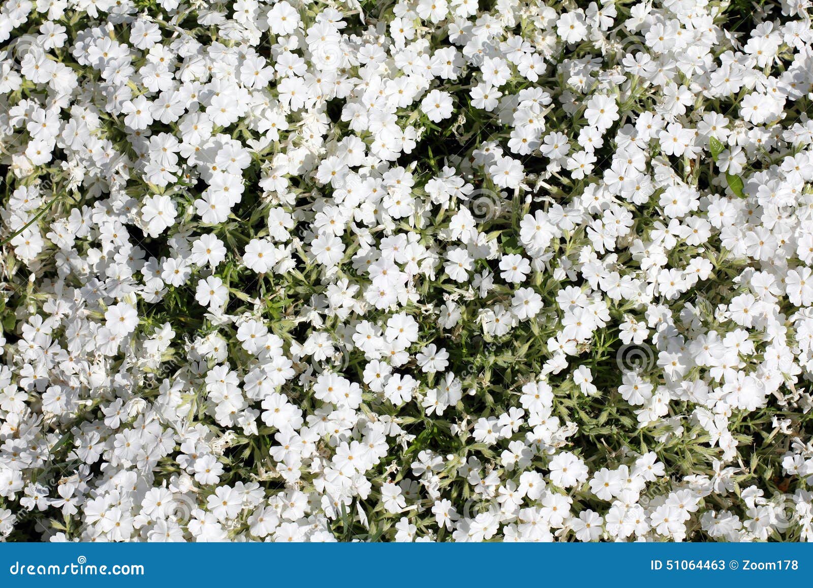 White carpet of flowers stock image. Image of multi, style 51064463