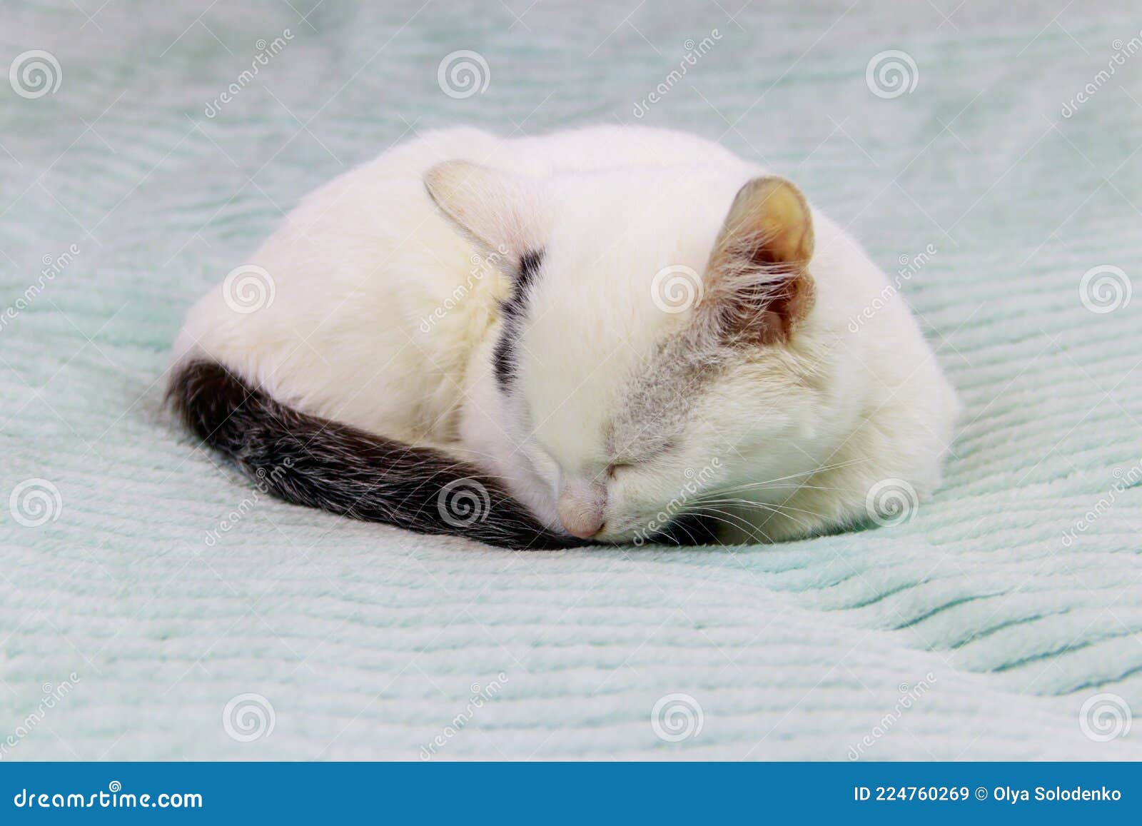 White cat on bed at home stock image. Image of cute 224760269