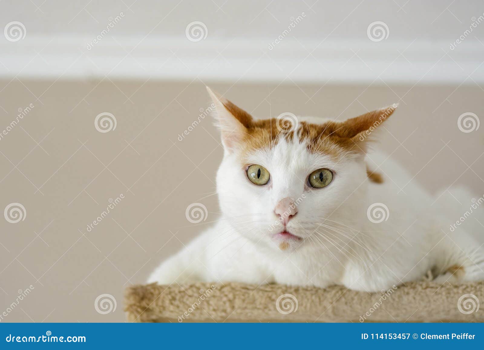 White Cat Being Interrogative Looking at the Camera . Stock Image Image of head, look 114153457
