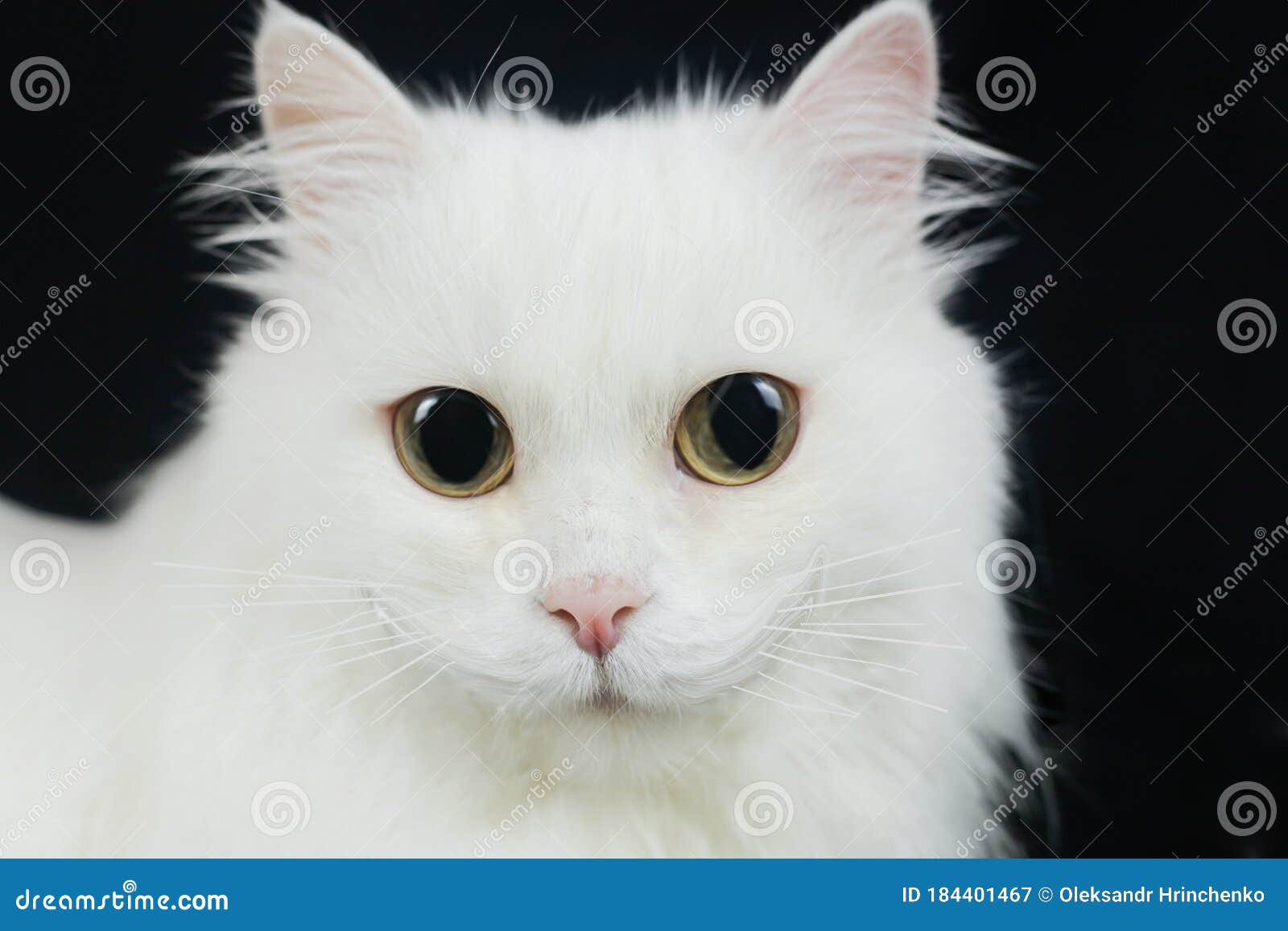 white cat big eyes