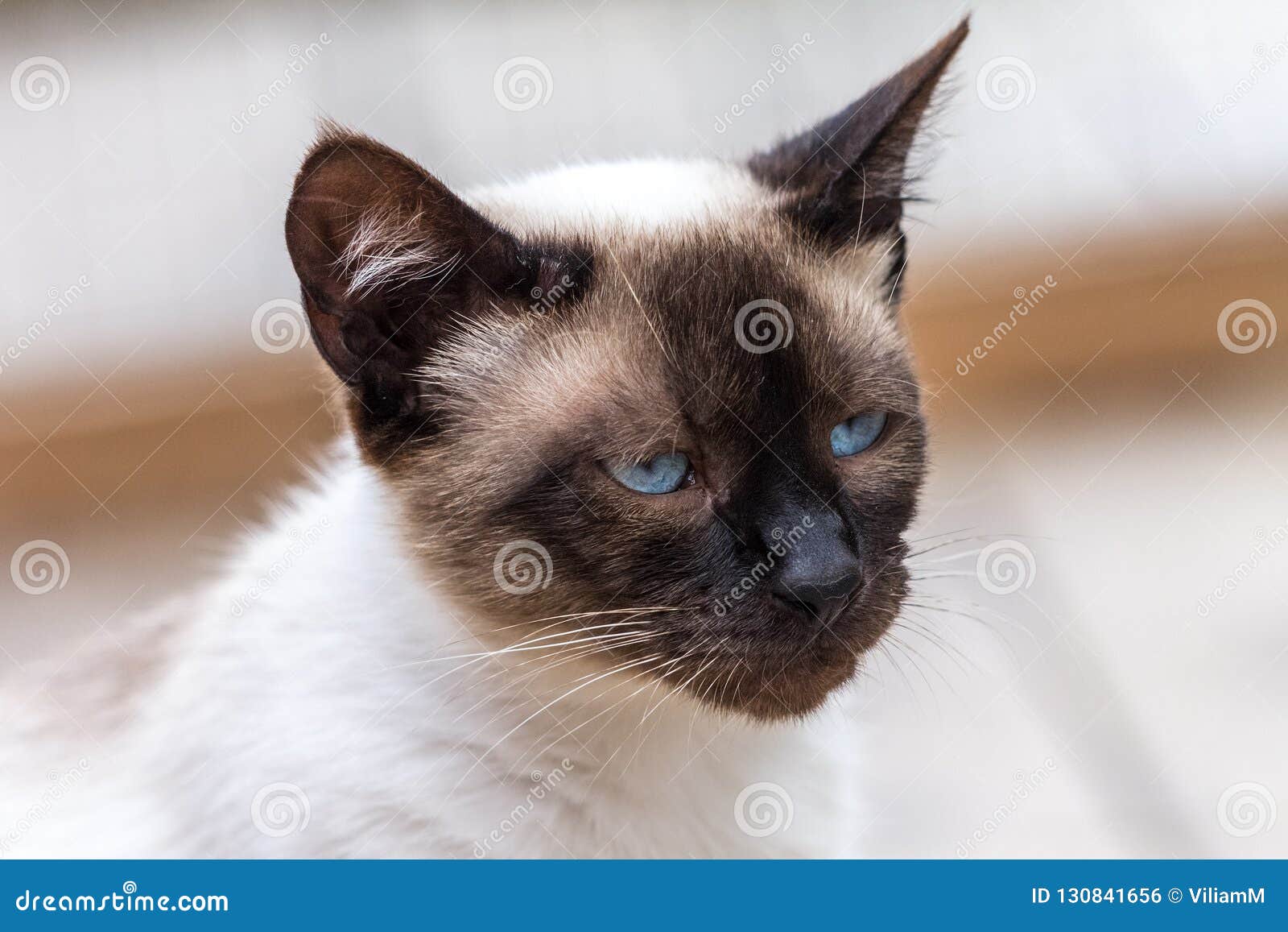 White cat with black face. stock photo. Image of lovable 130841656