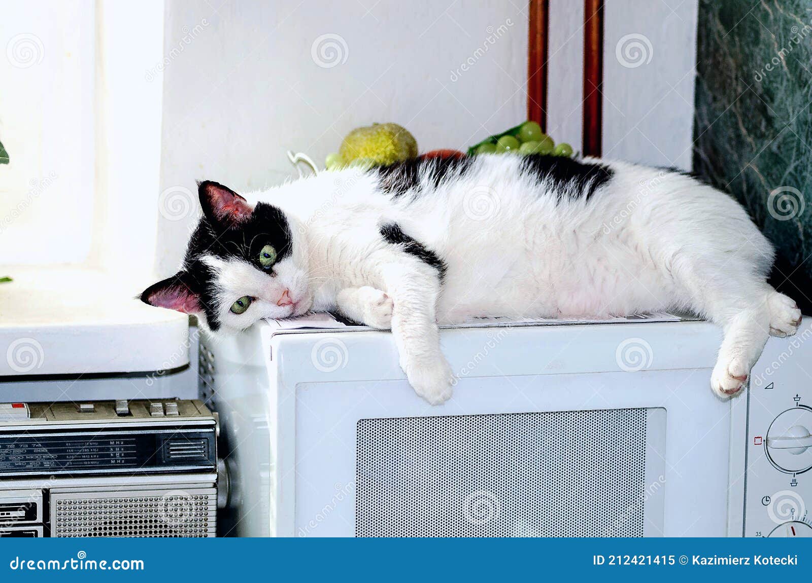 white-cat-with-black-patches-on-your-favorite-den-of-a-microwave-oven