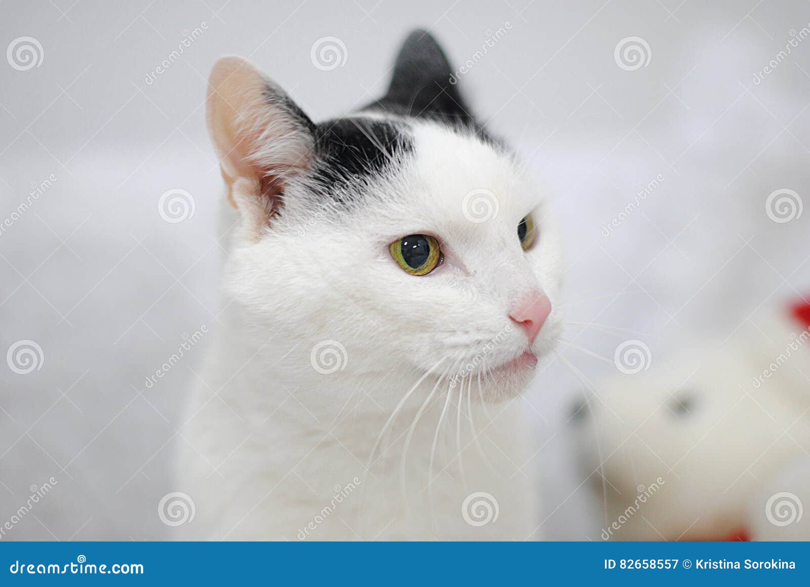 black and white cat teddy