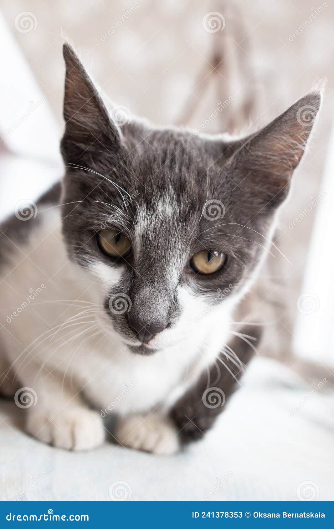 White cat with black spots stock image. Image of ears 241378353