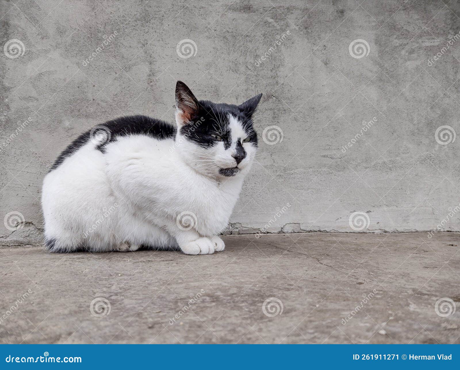 White cat with black spots stock image. Image of animal 261911271