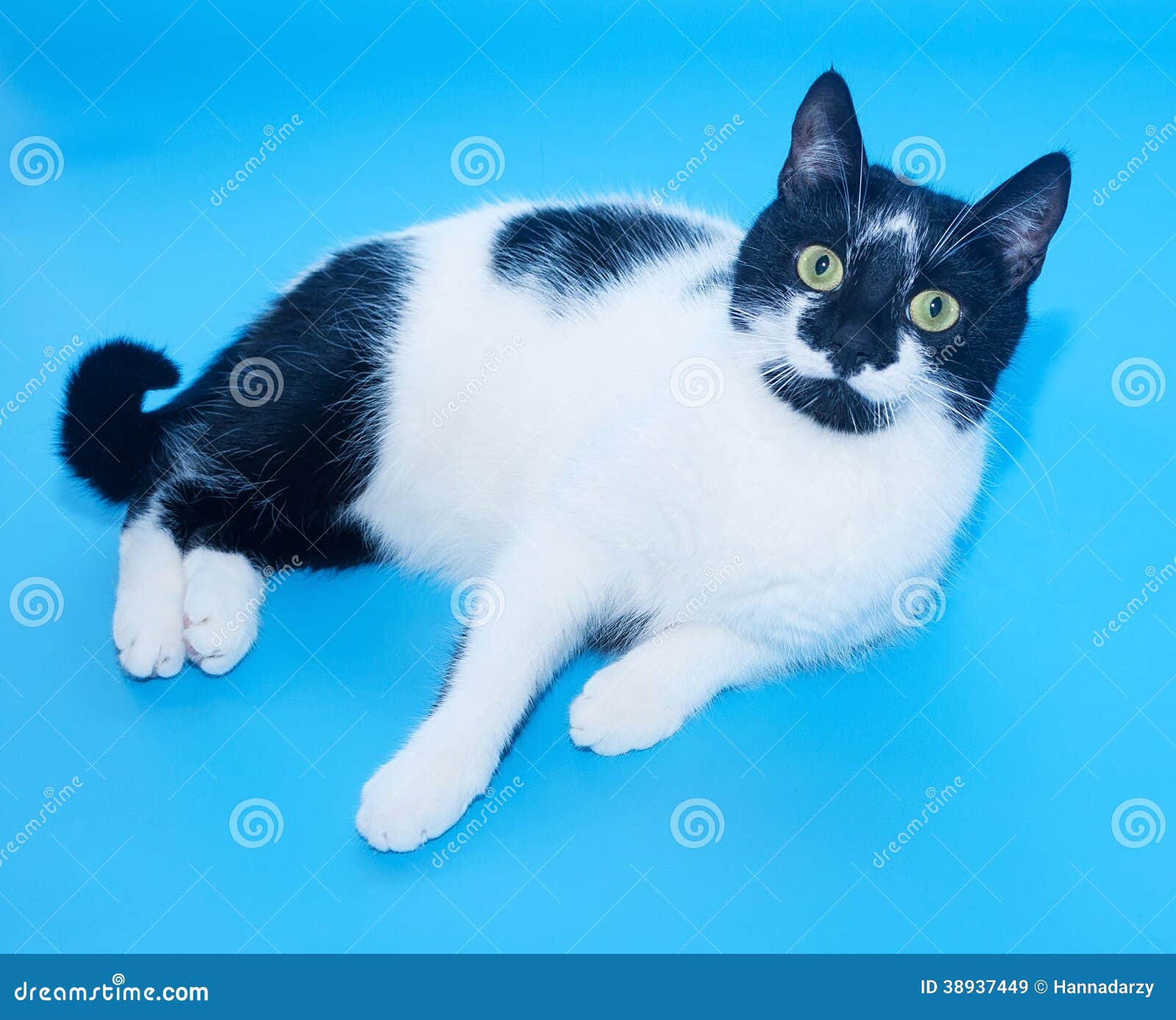 White Cat with Black Spots Lies Stock Image Image of animals, veterinarian 38937449