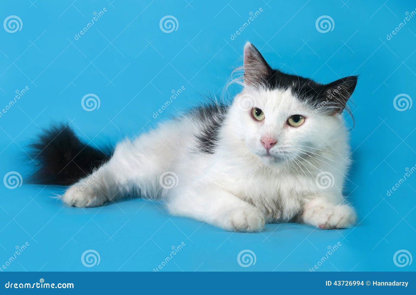 White Cat With Black Spots Lies On Blue Stock Photo Image Of Soft Domestic