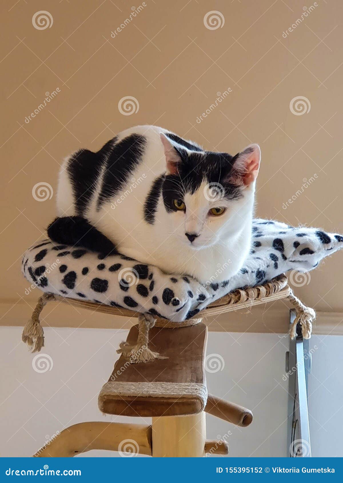 A White Cat  With Black Spots From One Of The Cat  Cafes In 