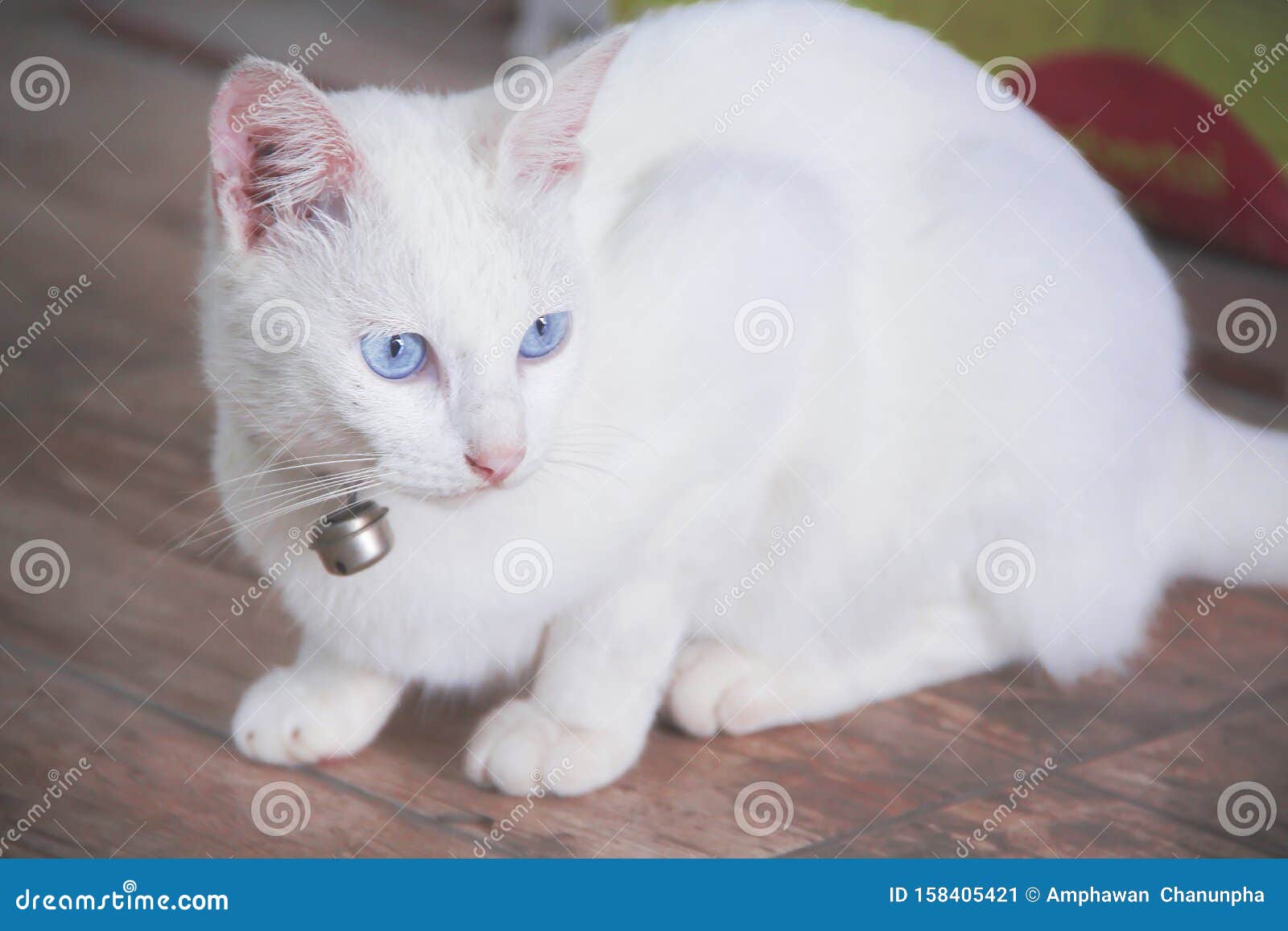 White Cat , Blue Eye with Silver Small Bell Hanging on Neck Stock Image