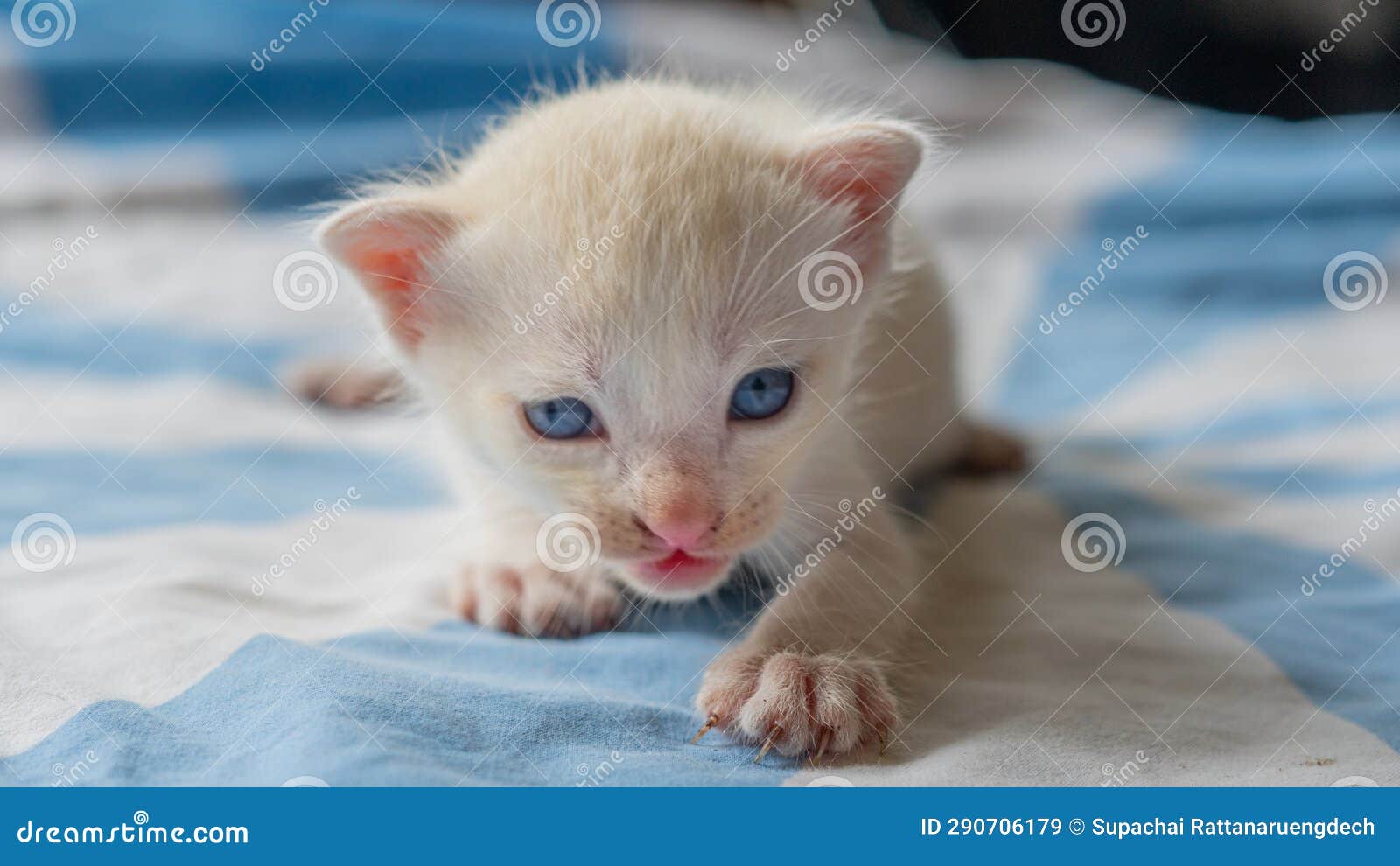 White cat with blue eyes stock image. Image of looking 290706179