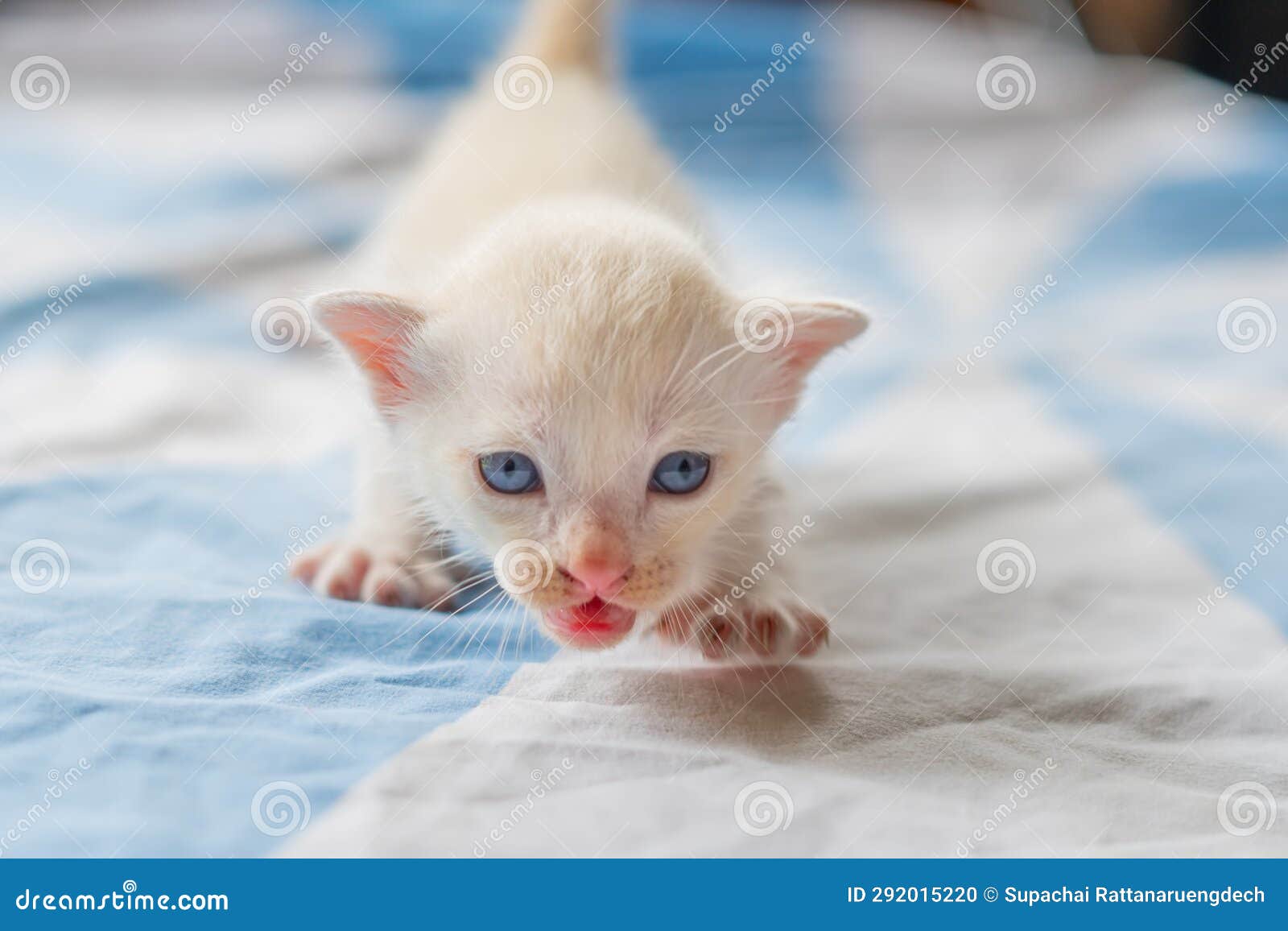 White cat with blue eyes stock photo. Image of comfort 292015220