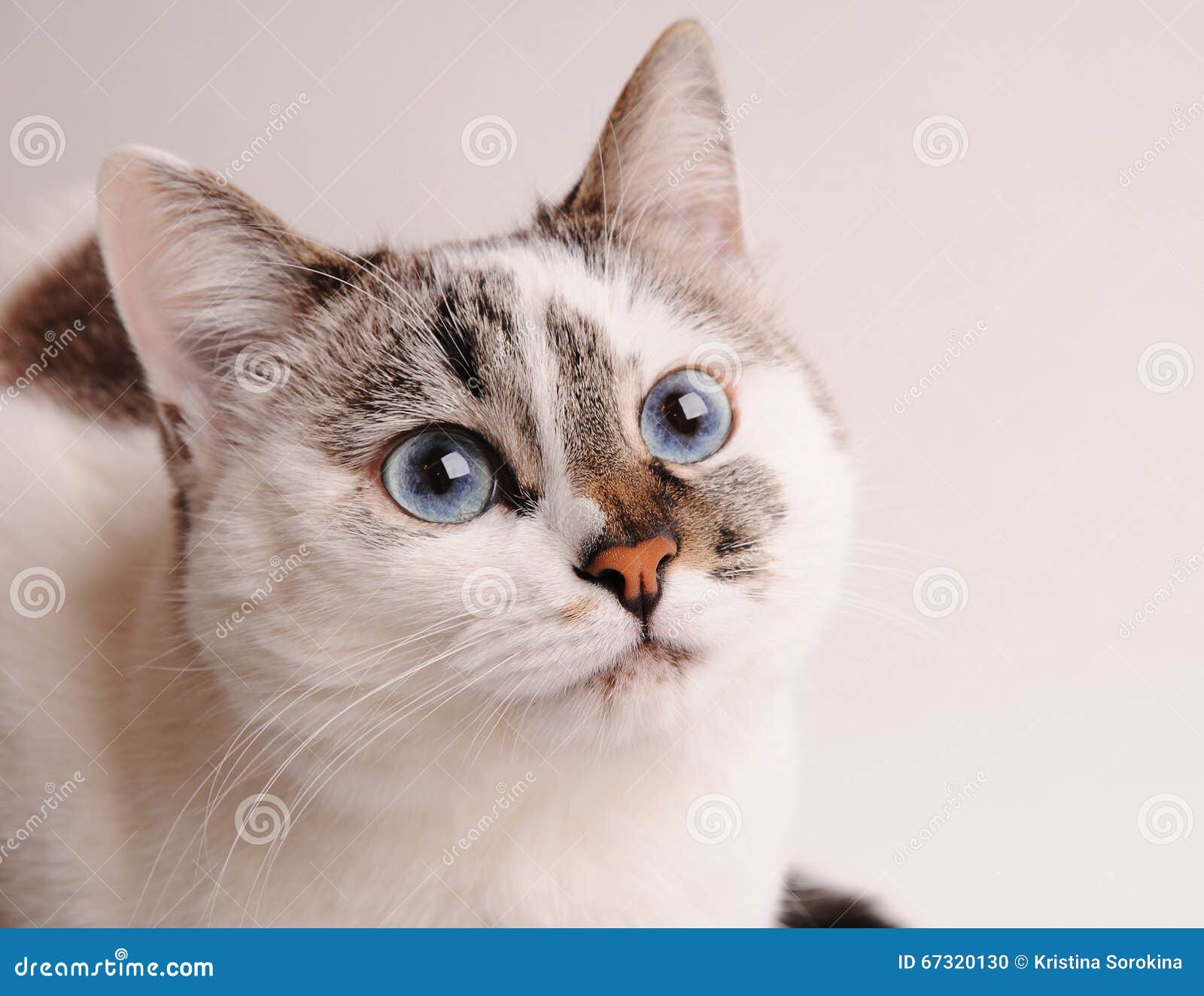 White cat with blue eyes stock photo. Image of kitty 67320130