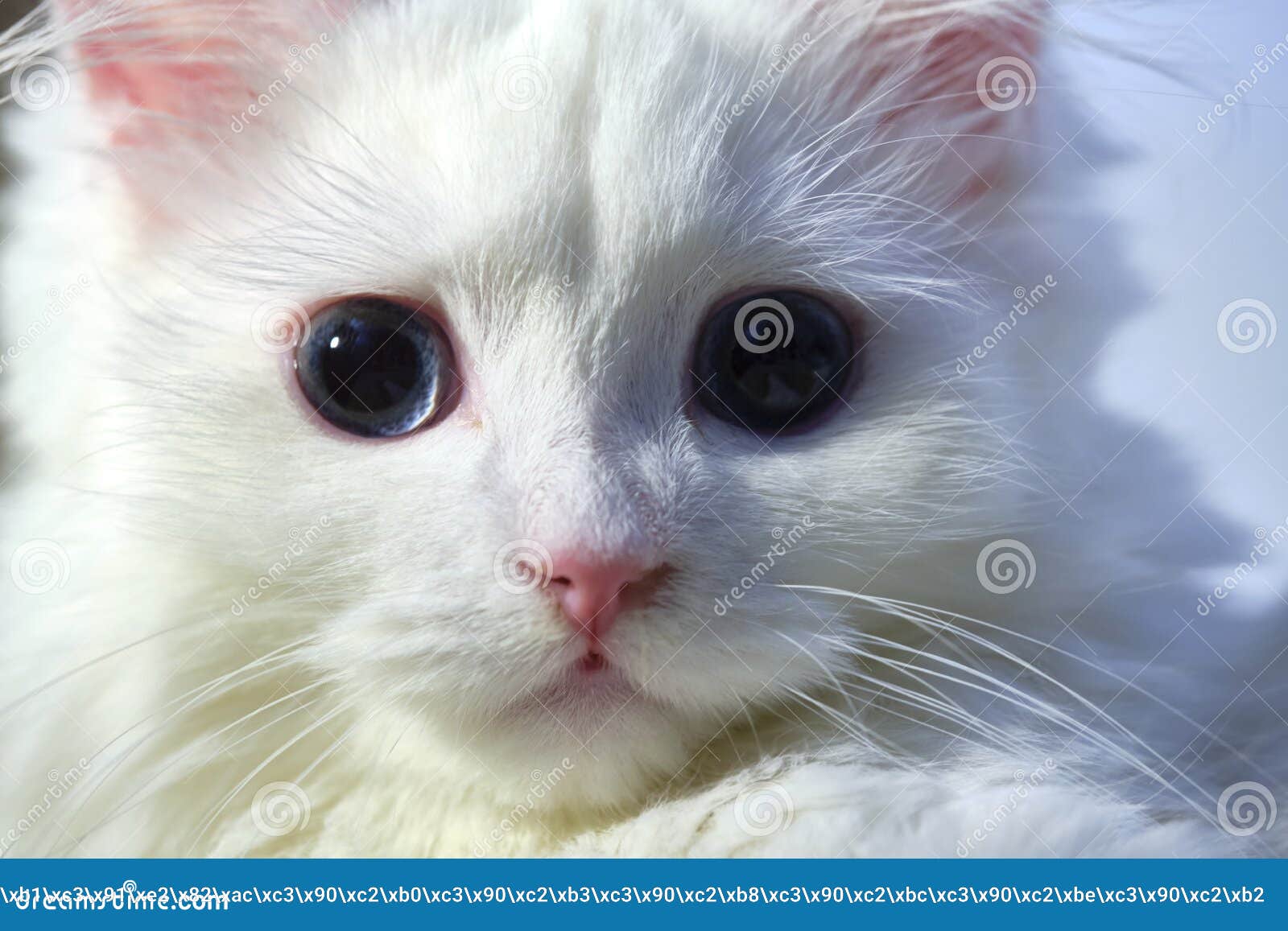 White Cat with Blue Eyes Large Stock Photo Image of closeup, aqua