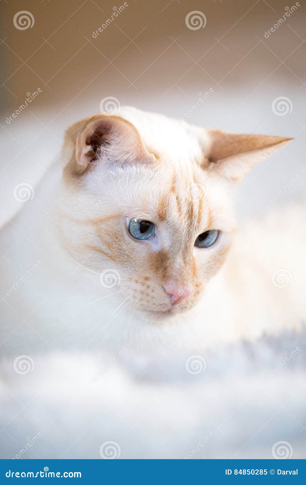 White cat with blue eyes stock image. Image of face, mustache 84850285