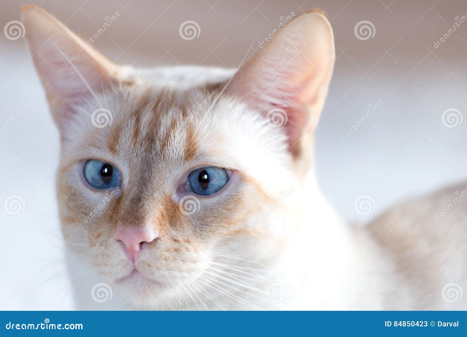 White cat with blue eyes stock image. Image of proud 84850423