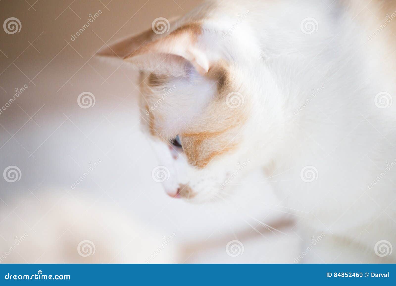 White cat with blue eyes stock photo. Image of tenderness 84852460