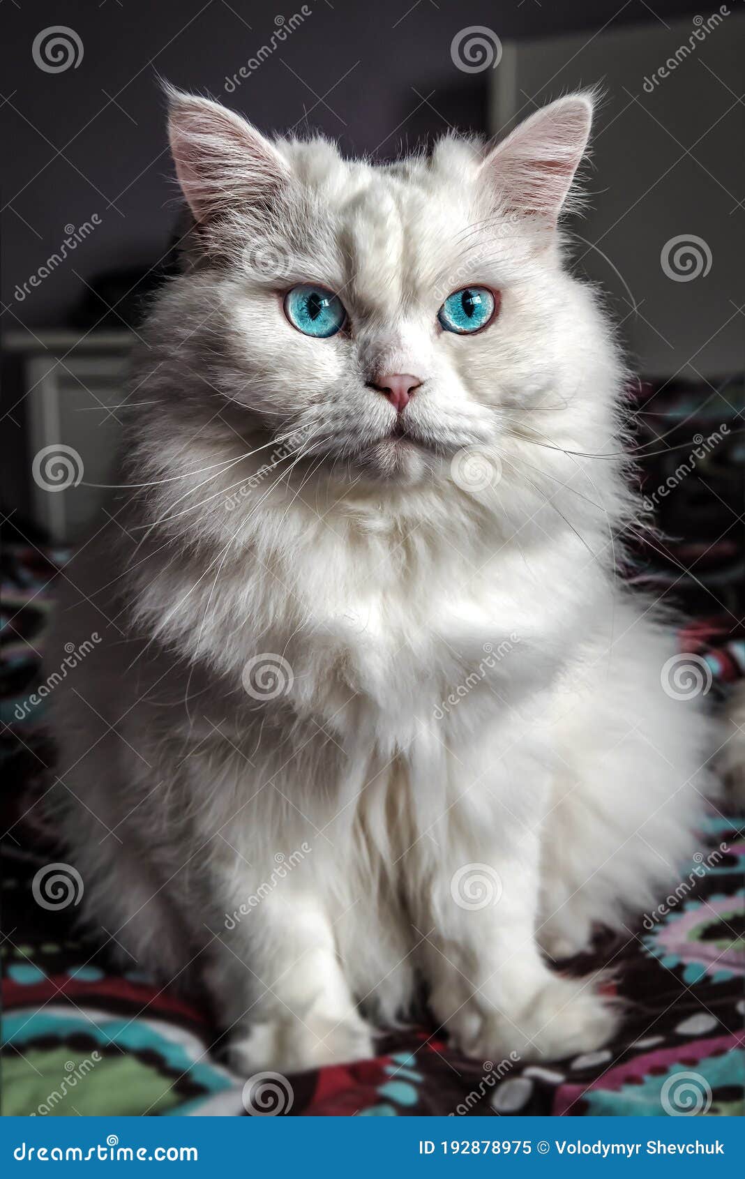 White cat with blue eyes stock image. Image of looking 192878975