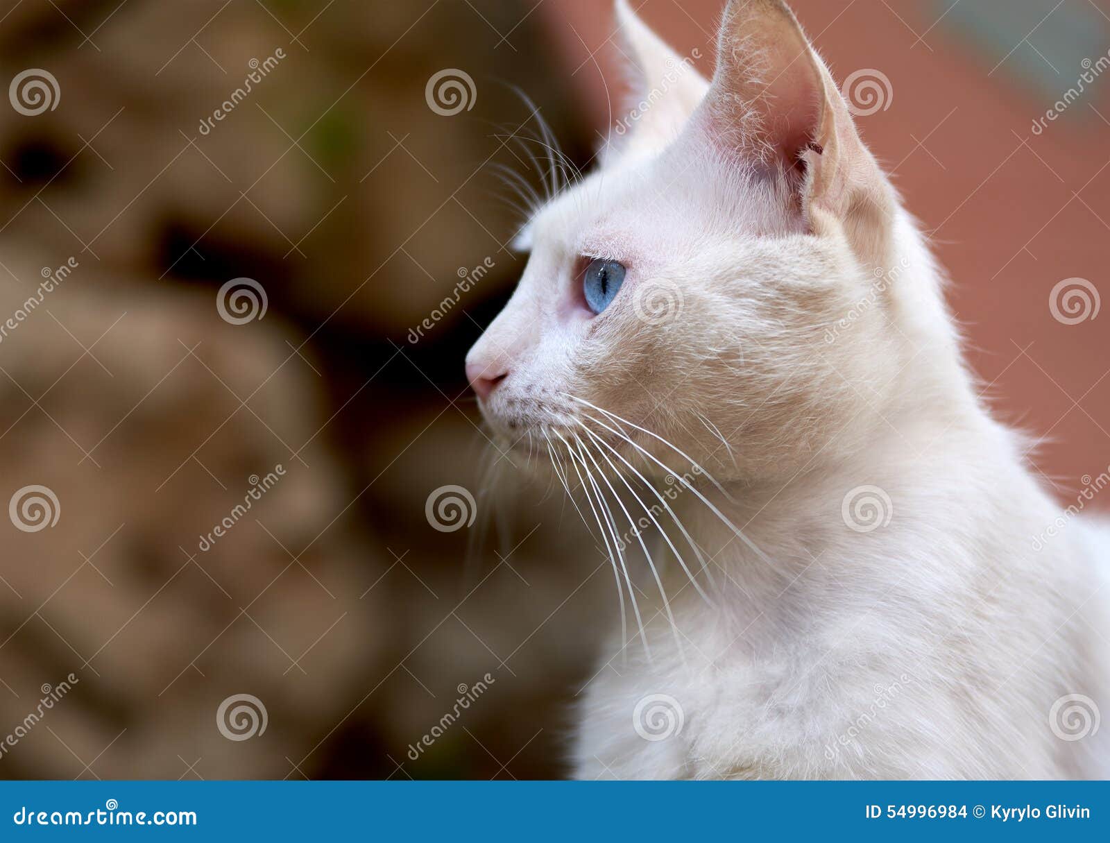 White cat with blue eyes stock photo. Image of whisker 54996984