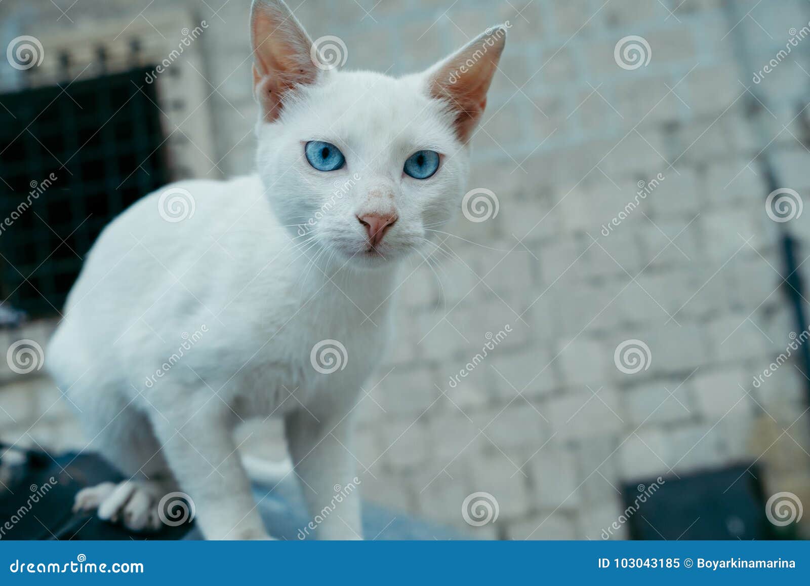 White Cat with Blue Eyes on the Street Stock Image Image of orange