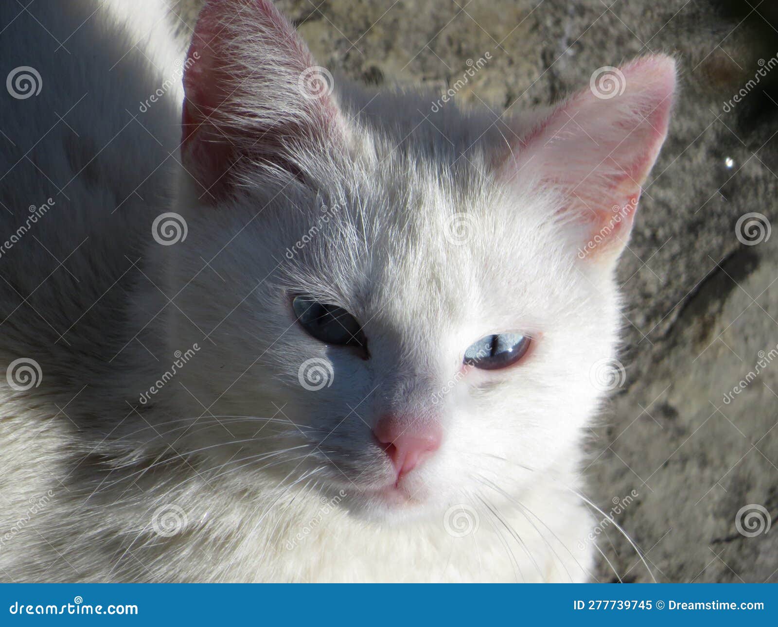 White cat with blue eyes stock image. Image of white 277739745
