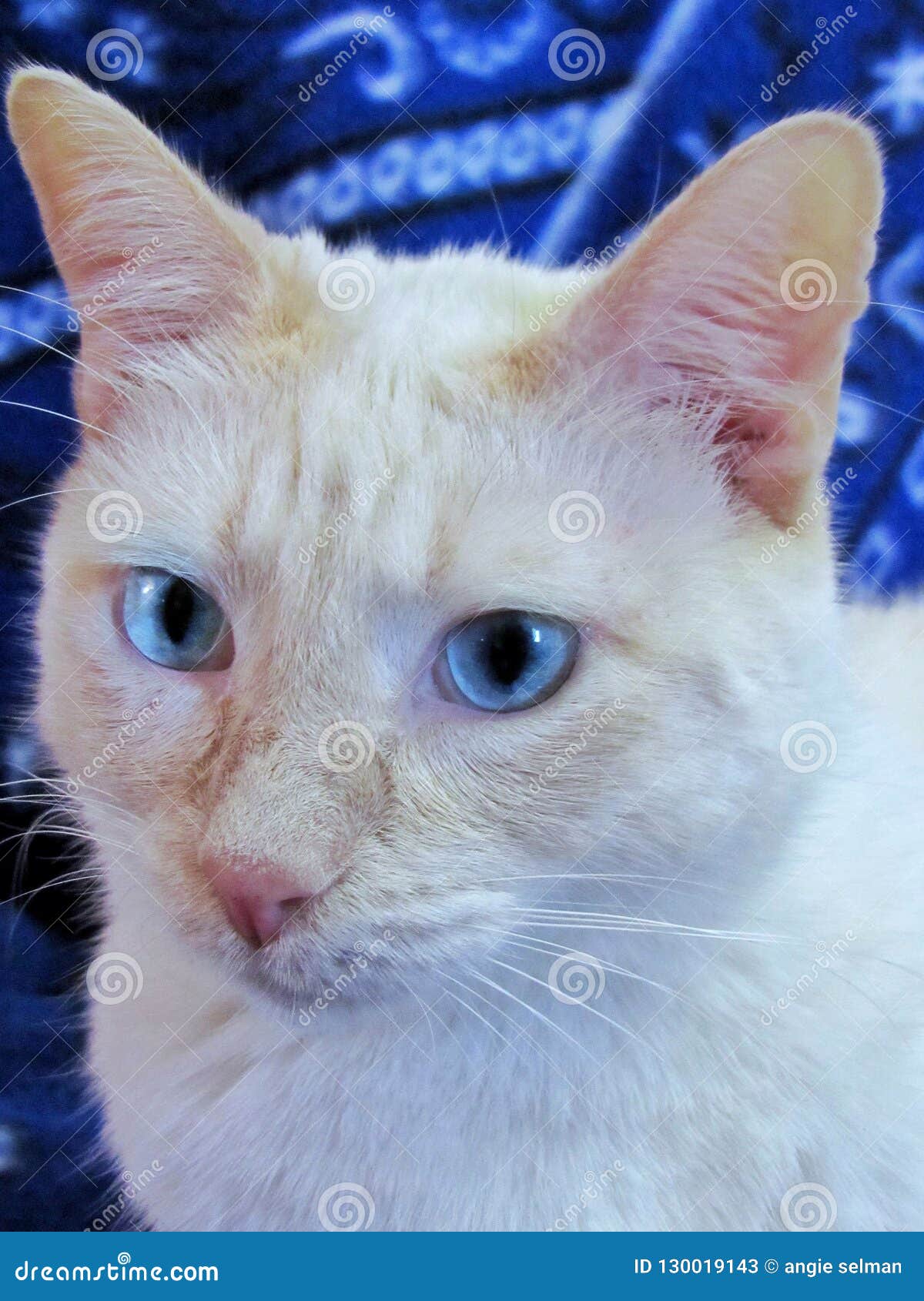 White cat with blue eyes stock image. Image of white 130019143