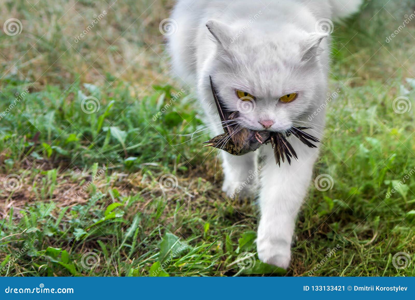 White Cat Caught A Bird, Hunter With 