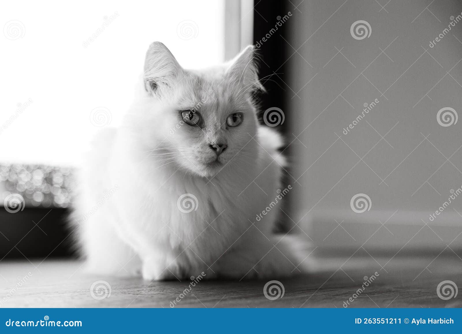 White Cat, Close Up, Cute Animals, Black and White Stock Image Image