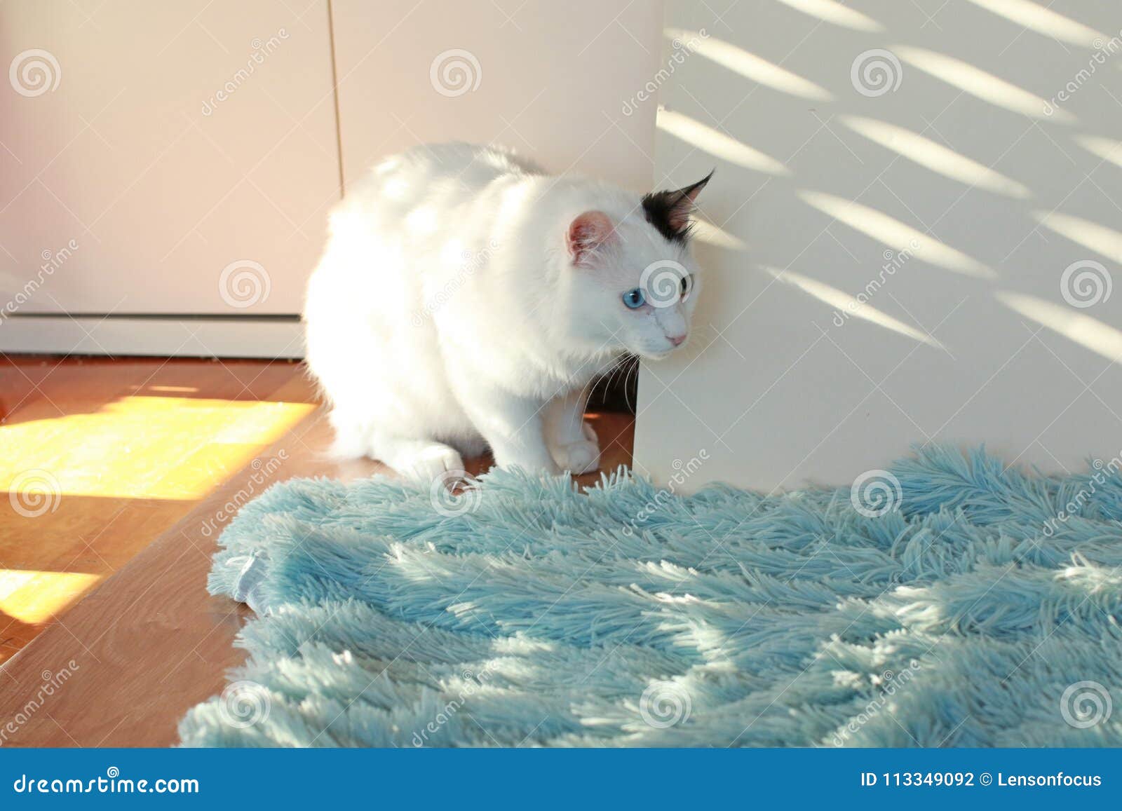 White Cat Creeps Up Indoor Behind a White Wall Stock Photo Image of