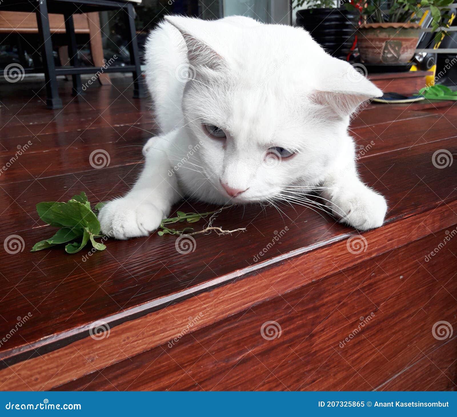 The White Cat Eating Indian Copperleaf Stock Image Image of beautiful