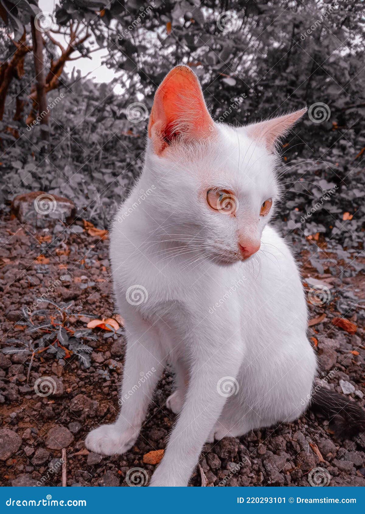 this is white cat,, edit by lightroom preset