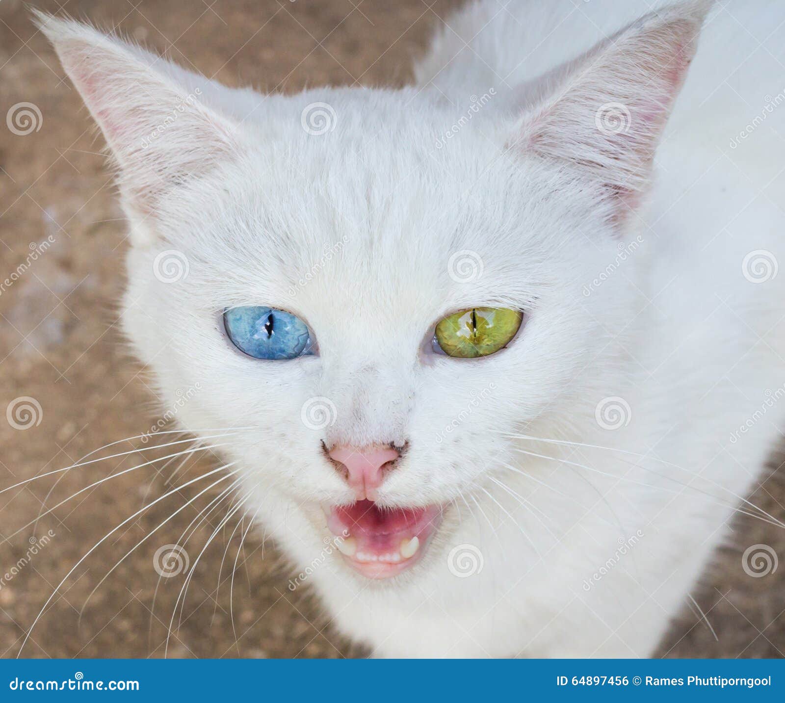 White Cat Eye Color stock photo. Image of nose, face ...