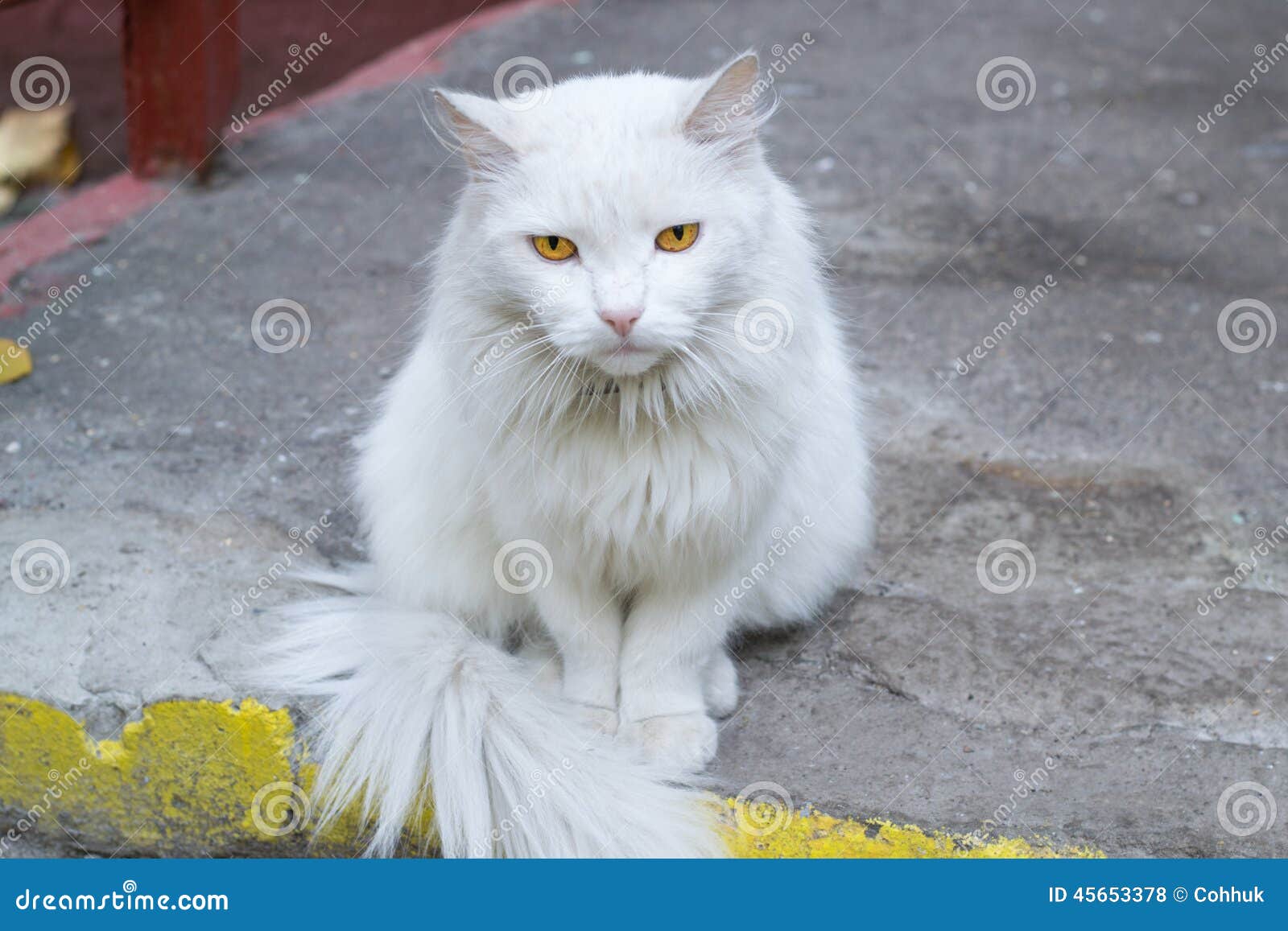 white cat yellow eyes